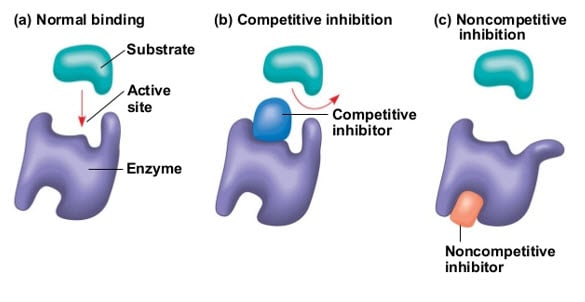 Cytochrome P450 inhibition and iduction