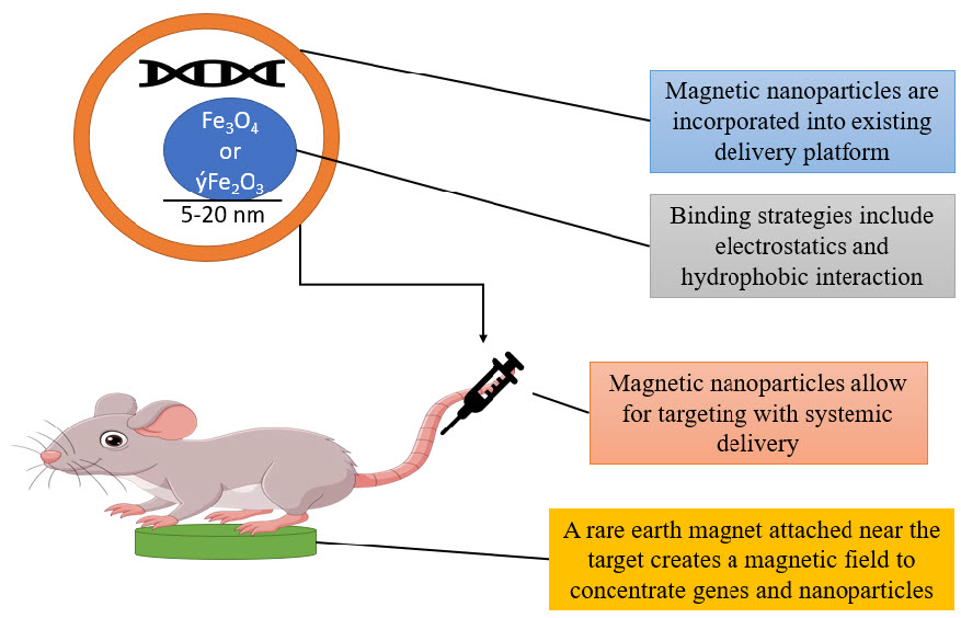 Figure 6gene therapy in mice