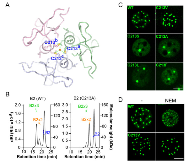 Arsenic docks on a C213 tri-cysteine pocket of B2 trimers 