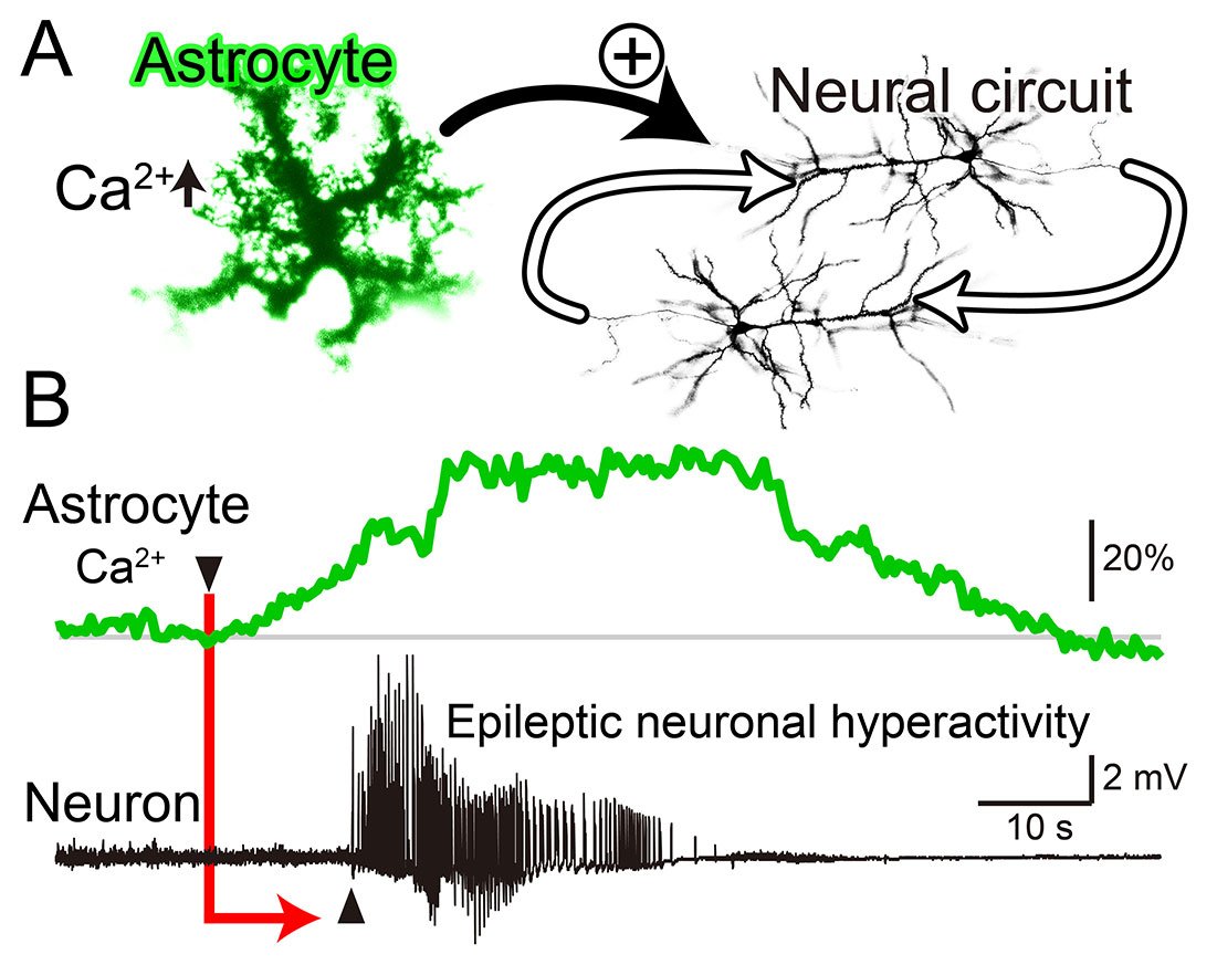 Astrocyte activity precedes