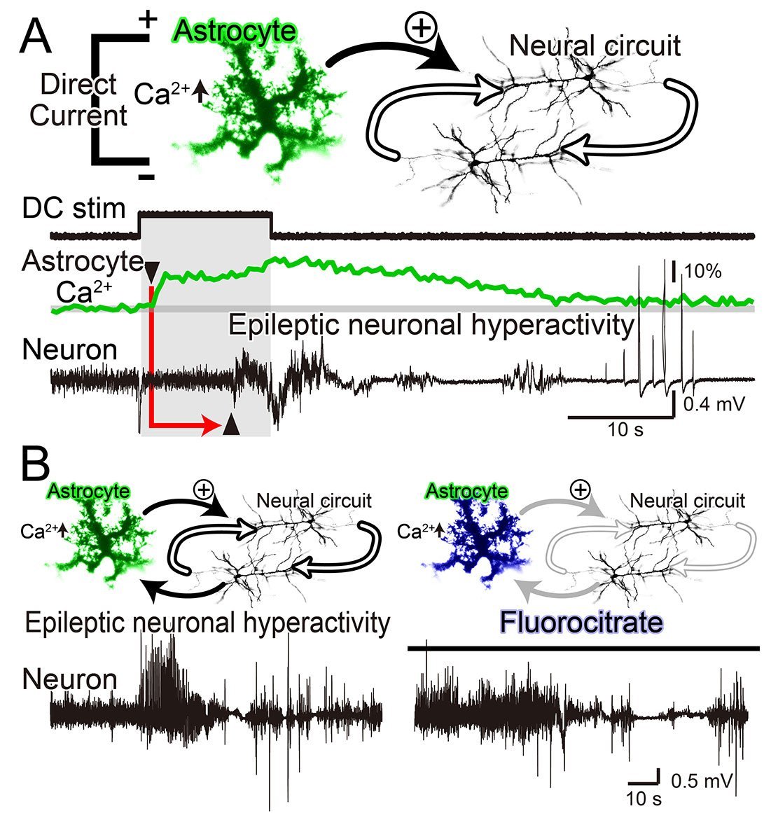 Astrocytes hyper-drive neuronal activity