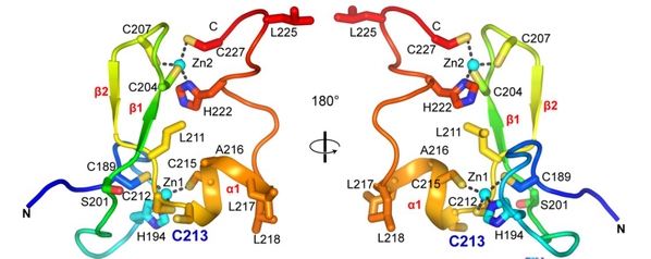 Crystal structure of PML B2 monomer