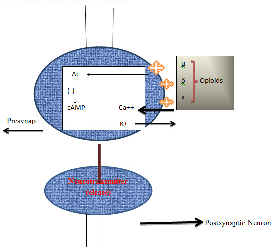 Postsynaptic Neuron