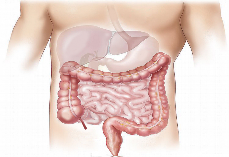 Healthy liver can protect against diabetes and heart diseases