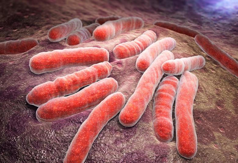 NIH Scientists Identify Nutrient that Helps Prevent Bacterial Infection
