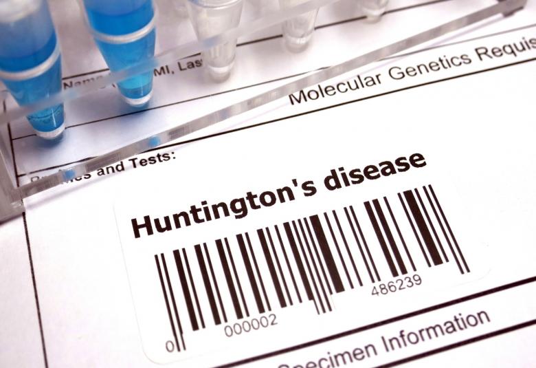 Huntingtons disease driven by slowed protein-building machinery in cells