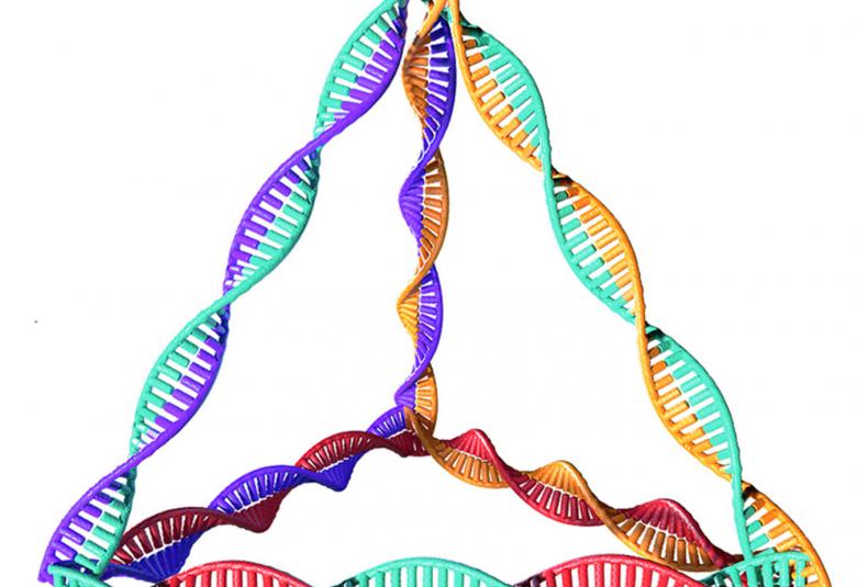 Reversing new-onset type 1 diabetes with pyramid-like DNA