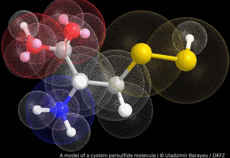 How stressed tumor cells escape cell death