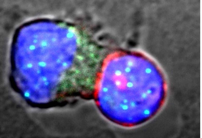 New mechanism extends life of immune system