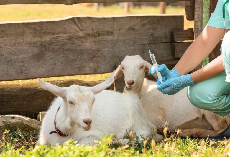 Indian Immunologicals to invest Rs 700 Crores to set up animal vaccine plant