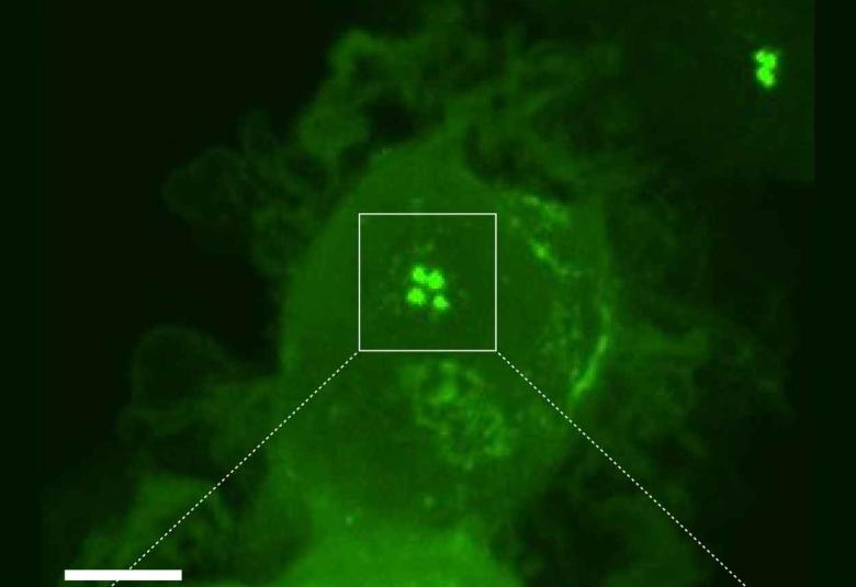 Newly discovered process brings immune cells up to speed