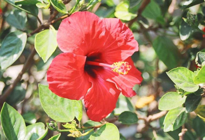 REVIEW ON HIBISCUS SABDARIFFA