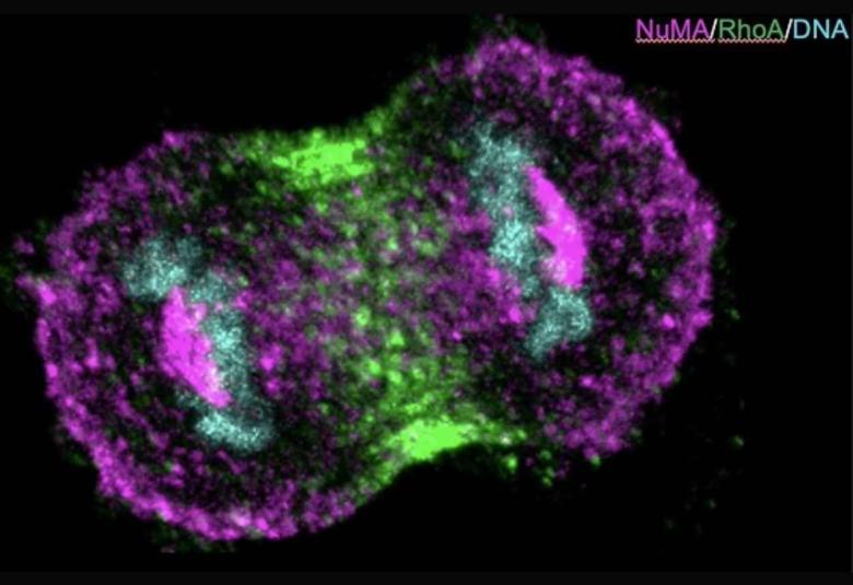 Protein complexes assemble at the cell membrane in a polarised manner