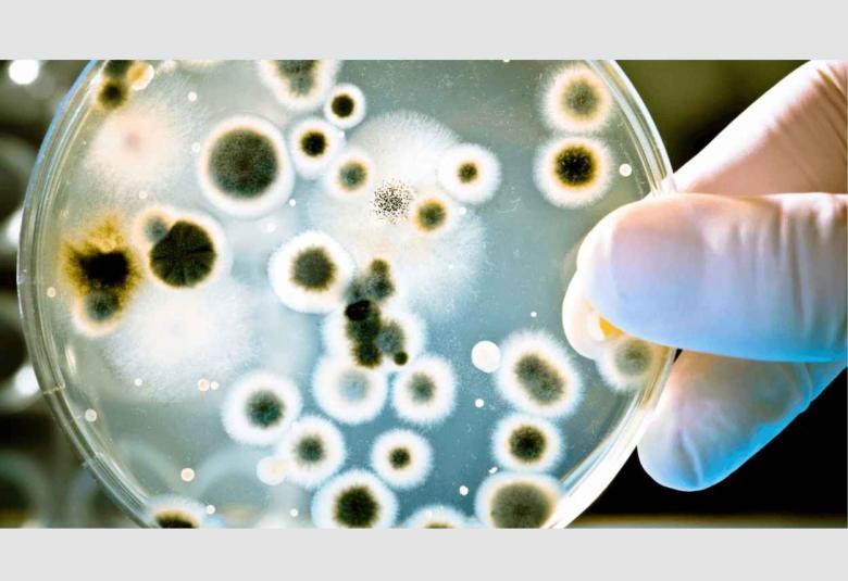 Resistant bacteria are a global problem, researchers may have found the solution
