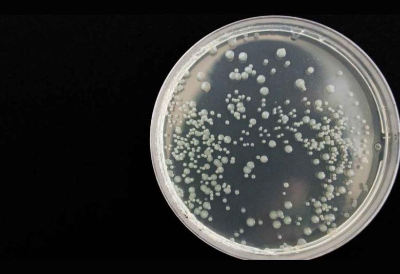 Drug decelerates bacterial race to antibiotic resistance