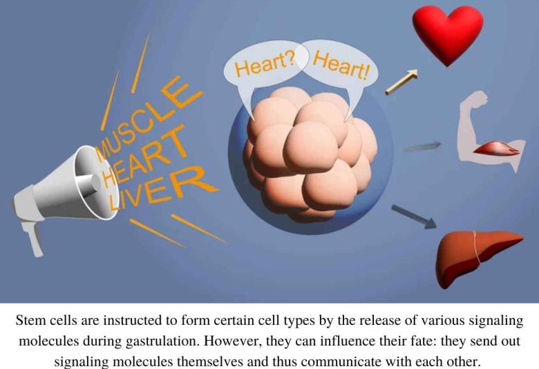 Career choice in stem cells : Predetermined or self-selected?