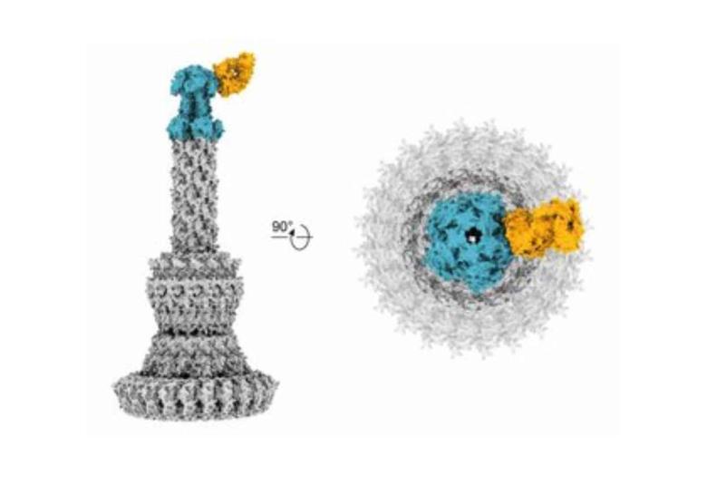 New antibodies neutralize resistant bacteria