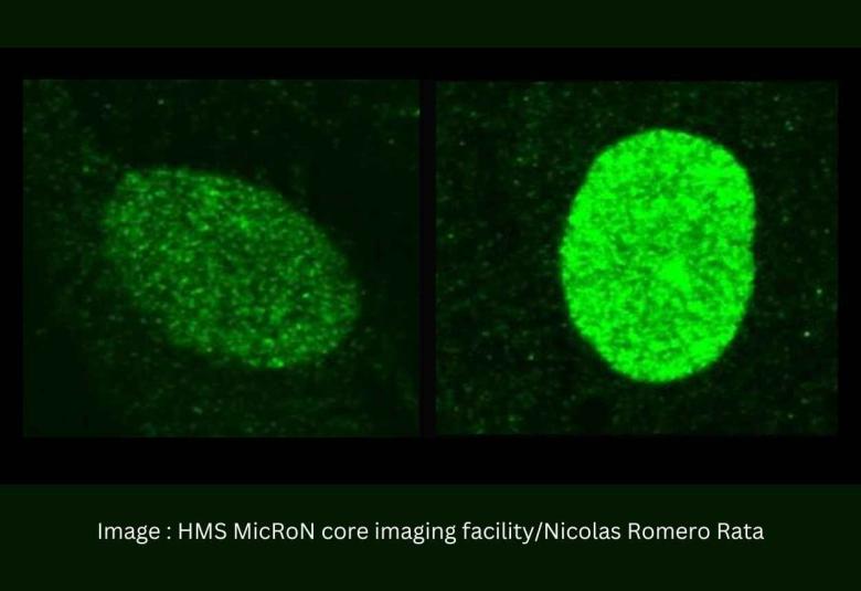 How the Immune System Fights to Keep Herpes at Bay