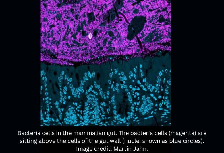 Study shows diverse gut bacteria communities protect against harmful pathogens by nutrient blocking