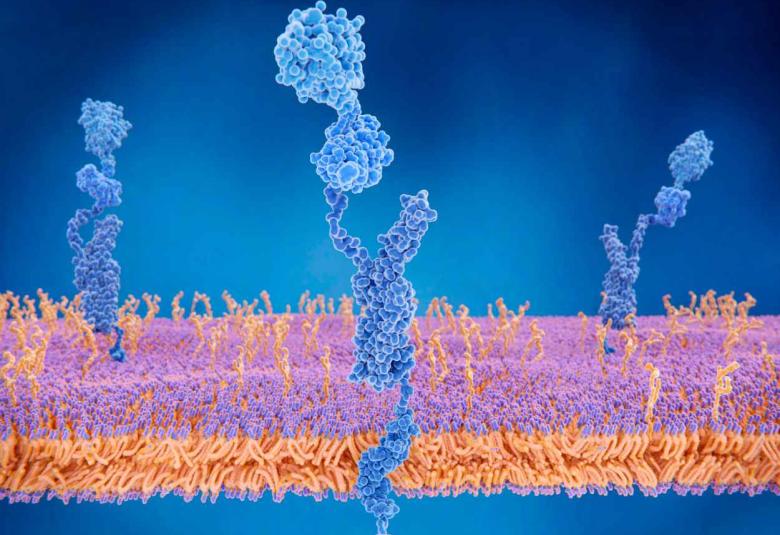 How sensory gamma rhythm stimulation clears amyloid in Alzheimer’s mice