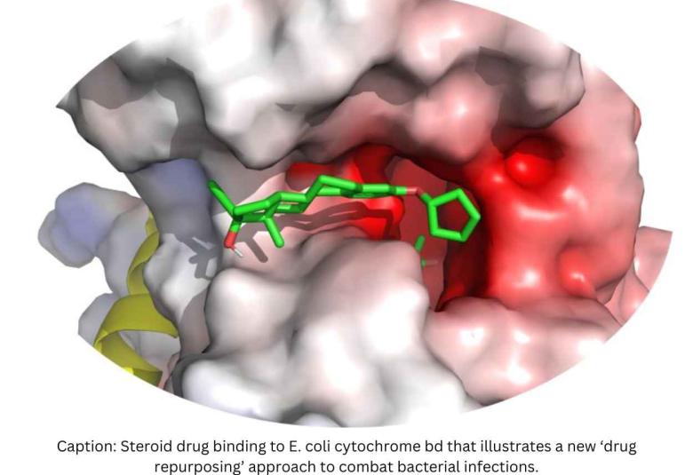 Steroid drugs used for HRT can combat E. coli and MRSA