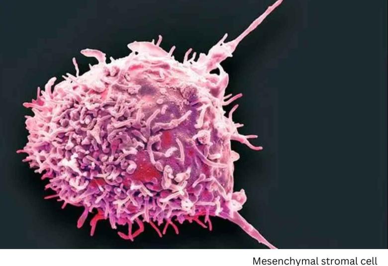 Mayo Clinic scientists pioneer immunotherapy technique for autoimmune diseases