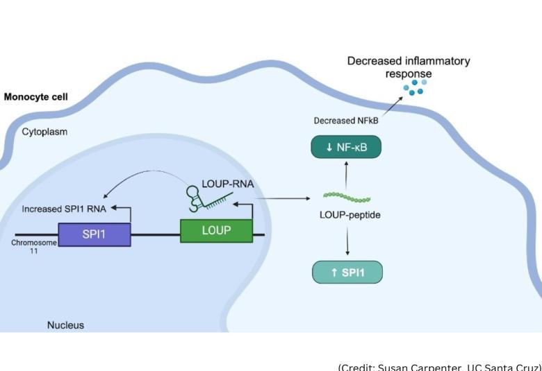 New study discovers tiny target on RNA to short-circuit inflammation
