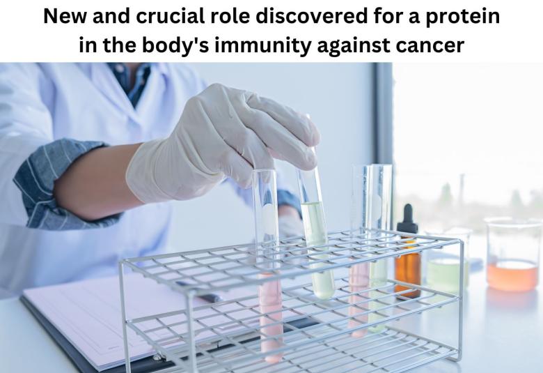 New and crucial role discovered for a protein in the body's immunity against cancer