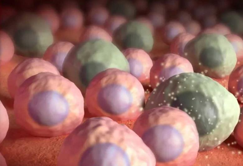 Drugs that kill zombie cells may benefit some older women, but not all, Mayo Clinic study finds