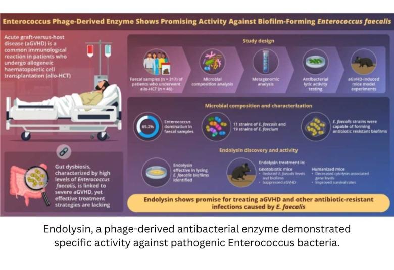 Phage-Derived Enzyme Targets E. faecalis Biofilms to Mitigate Acute Graft-Versus-Host Disease