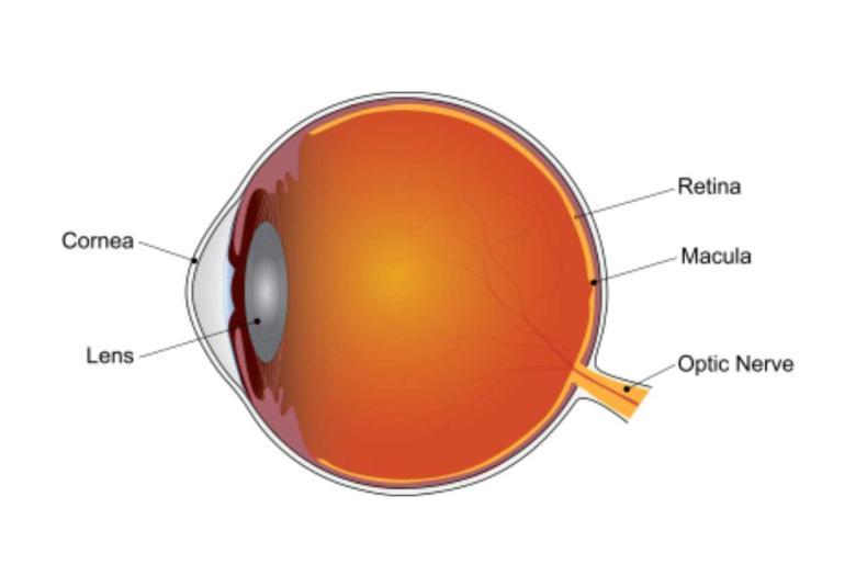 Supplements slow disease progression during late stage of dry age-related macular degeneration