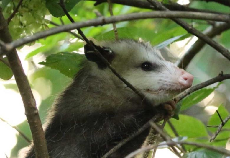 The virus that causes COVID-19 is widespread in wildlife