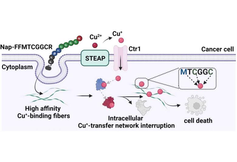 Tumor Cells Suffer Copper Withdrawal Nanofibers made of copper-binding peptides disrupt copper homeostasis in cancer cells