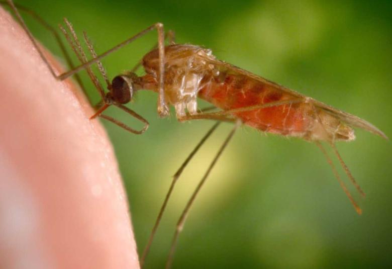 Natural Biopesticide Against Malaria Mosquitoes Successful in Early Field Tests