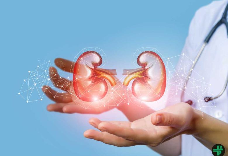 Iowa researchers study effects of cholesterol-lowering drugs on kidney function