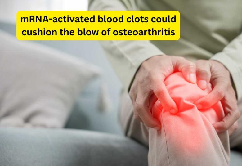 mRNA-activated blood clots could cushion the blow of osteoarthritis