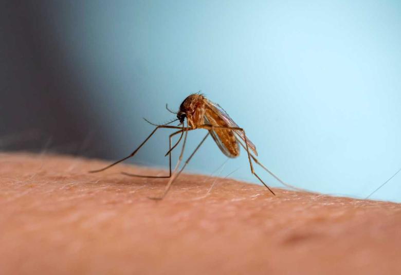 New class of antimalarial drugs discovered