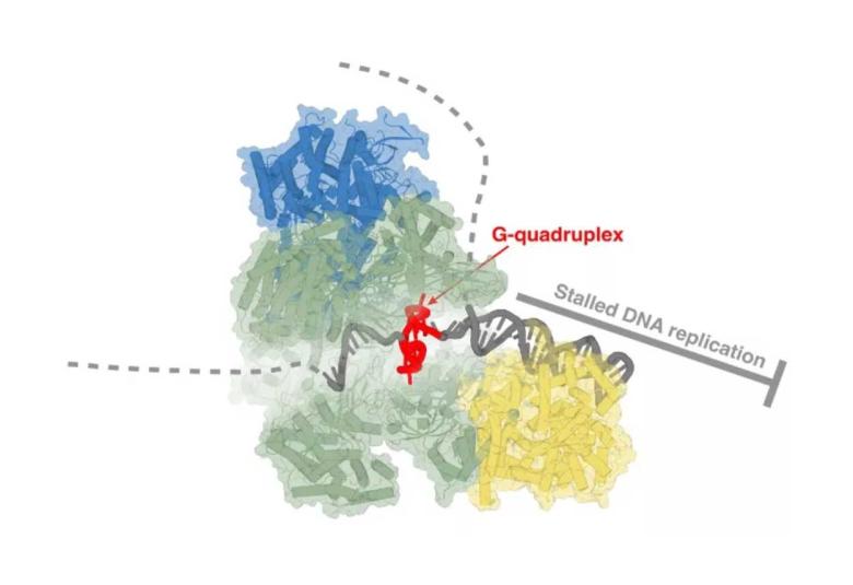 Cryo-Electron Microscopy Reveals Hidden Mechanics of DNA Replication, Sheds New Light on Cancer Target