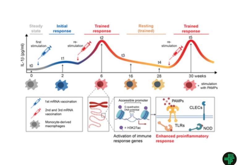 mRNA-based COVID-19 vaccines train the long-term memory of the immune system