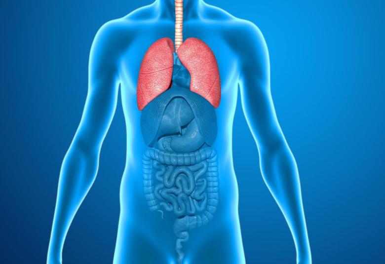 Surprising New Role for Lungs : Making Blood