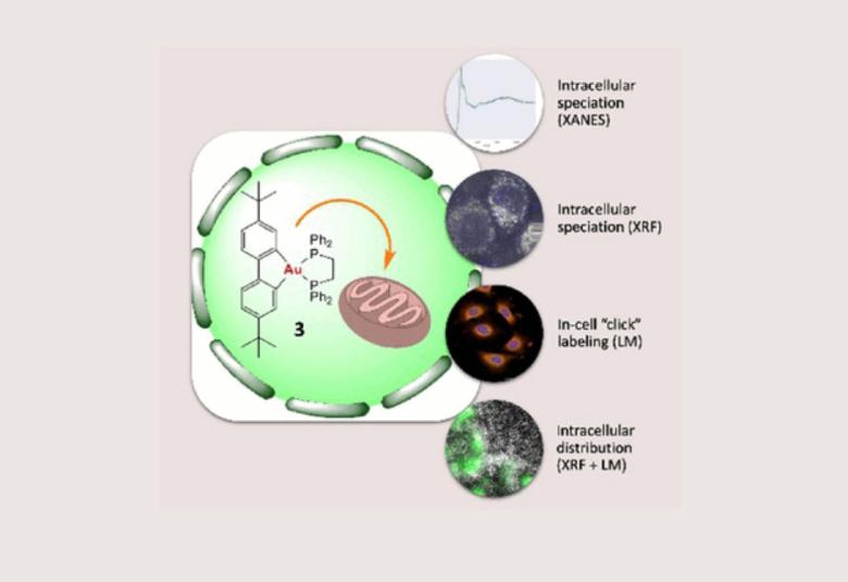 Organogold (III) complex accumulates in mitochondria of lung cancer cells