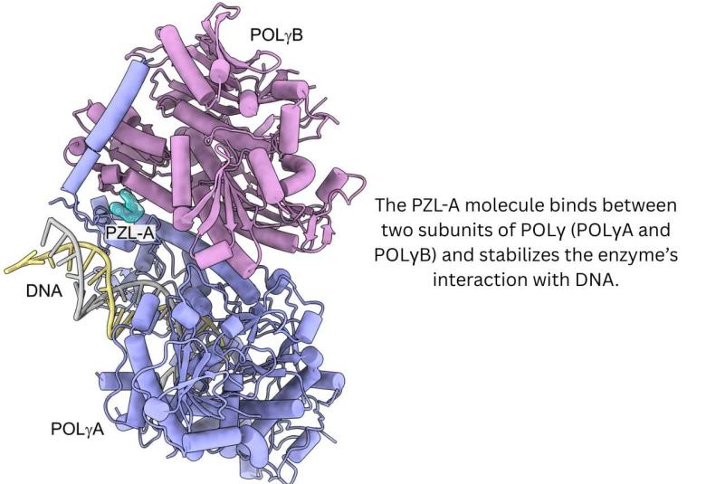 Treatment for mitochondrial diseases within reach