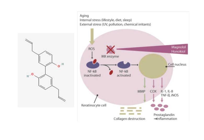 Magnolol : A Multifunctional Ingredient