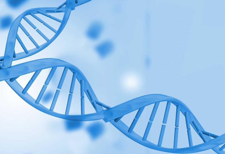 University of Barcelona team identifies DNA regions and key genes that activate liver regeneration