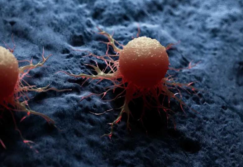 Gene essential for vitamin D absorption could help unlock treatments for cancer and autoimmune diseases