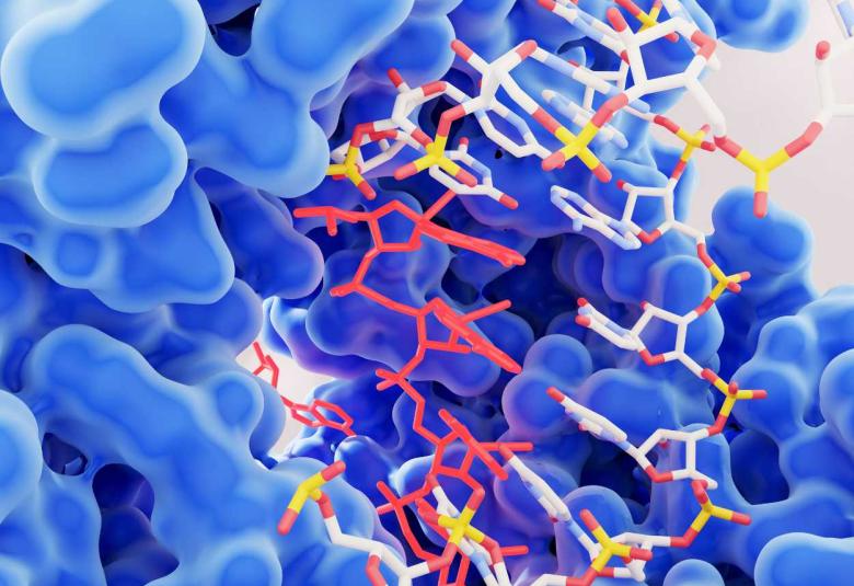 UTA researchers uncover role of IDO1 enzyme in Cholesterol Dysregulation during inflammation