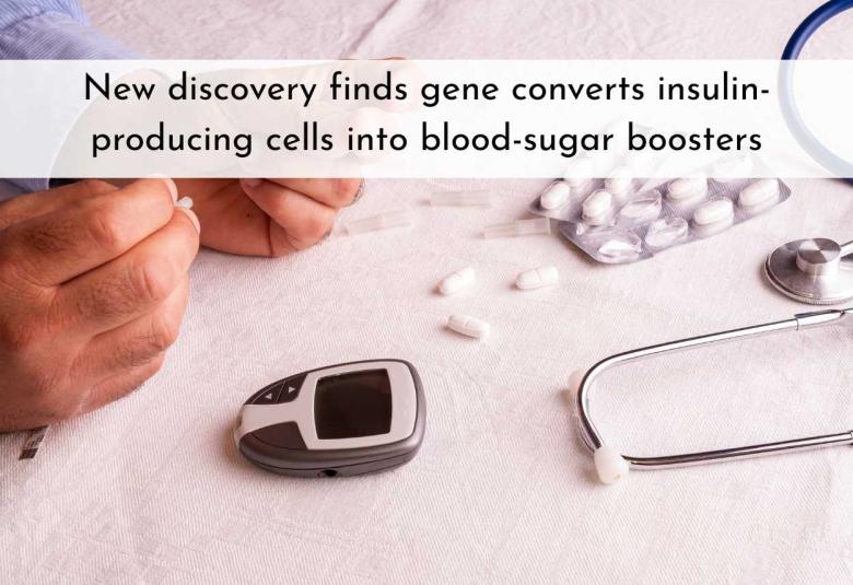 New discovery finds gene converts insulin-producing cells into blood-sugar boosters