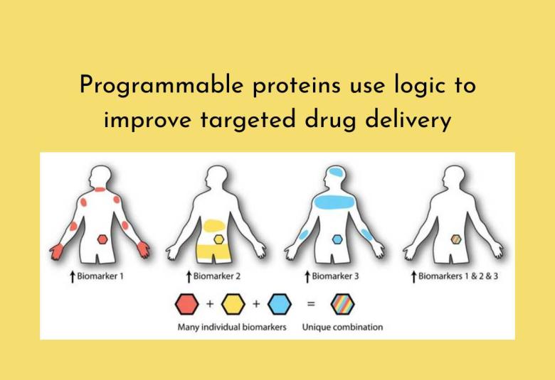 Programmable proteins use logic to improve targeted drug delivery