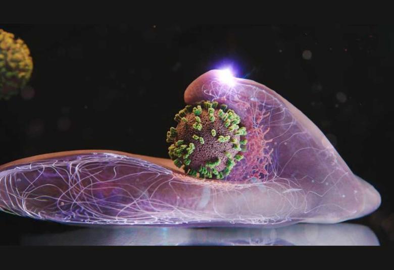 How influenza viruses enter our cells