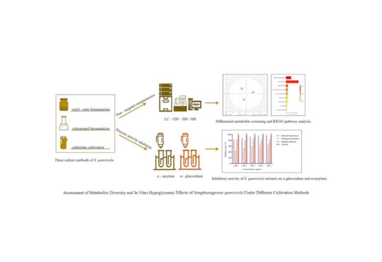 Breakthrough study finds traditional Medicinal Fungus shows strong antidiabetic potential